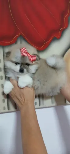 Spitz alemão anão 