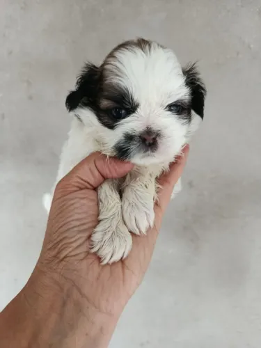 Filhote shih tzu, Nada se compara ao amor sincero de um filhote!