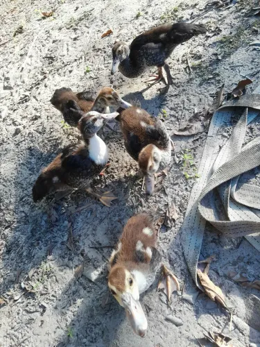 Vendo patos filhotes