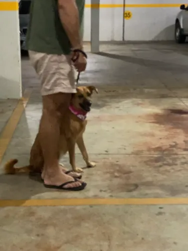 Adestramento de cães | @tdacademygo