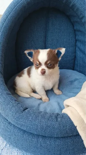 Filhote de Chihuahua Disponível