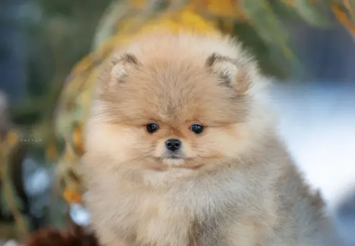 Spitz Alemão 