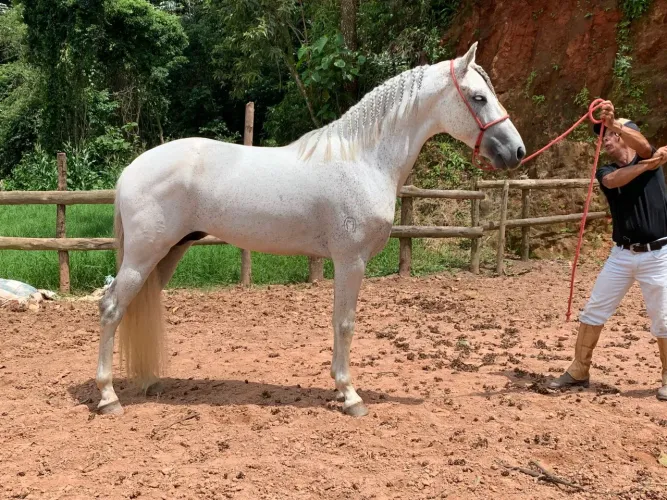 Cavalo 