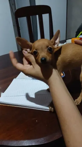 PINSCHER FÊMEA 