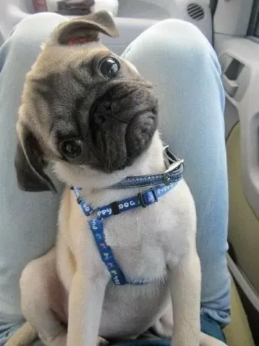 Pug Cachorrinho esperando por uma visita