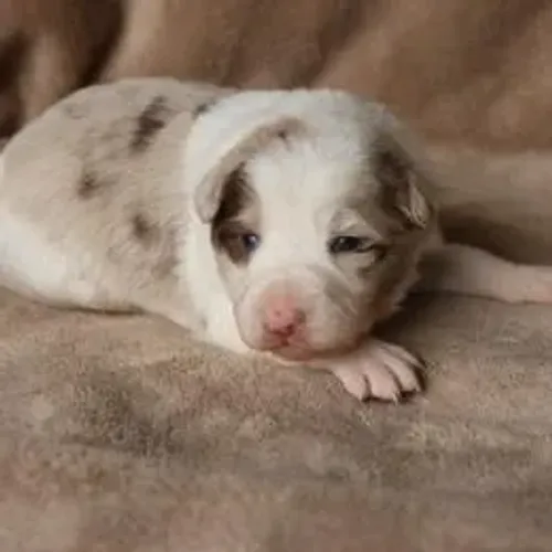 Border Collie,Border Collie Filhote Estrutura Perfeita Disponível
