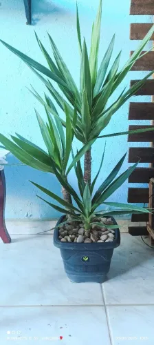 Palmeira yucca
