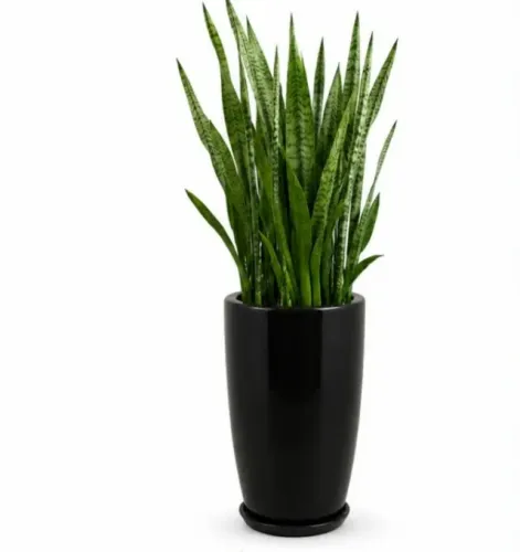 Vaso
