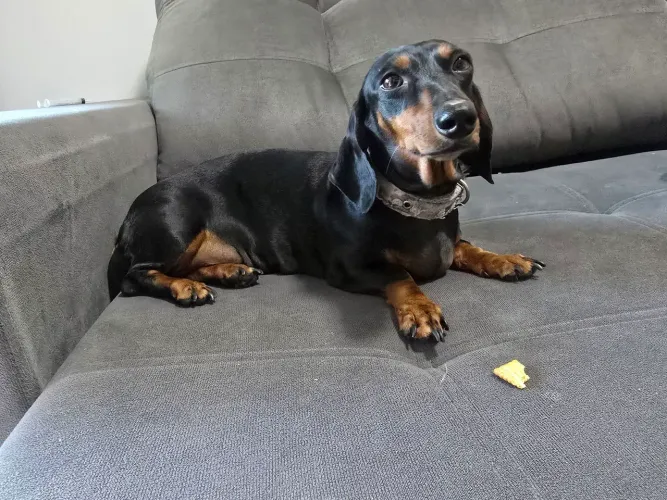 Daschund fêmea castrada adulta.