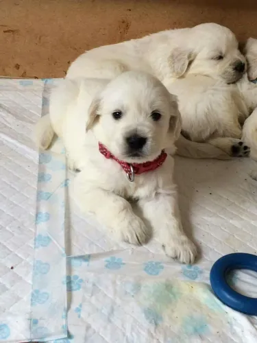 Golden adorável 