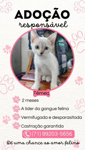 Adoção responsável de gatos filhotes
