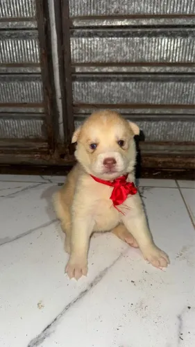 Husky siberiano