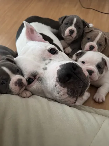Passo 2 filhotes de american bully