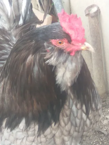 Vendo galo ameralcana puro, genética de ovos azuis e duas galinhas mestiças de índio gi