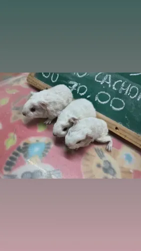 2 porquinhos da india machos