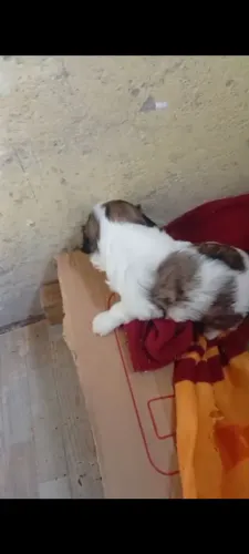 Cachorro shih Tzu