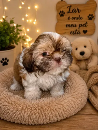 Cachorra femia shih Tzu pura 