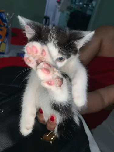 Doação gatinha fêmea