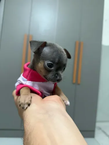 Chihuahua Fêmea Blue Anã