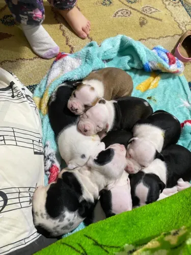 Vendo filhotes Pit Bull