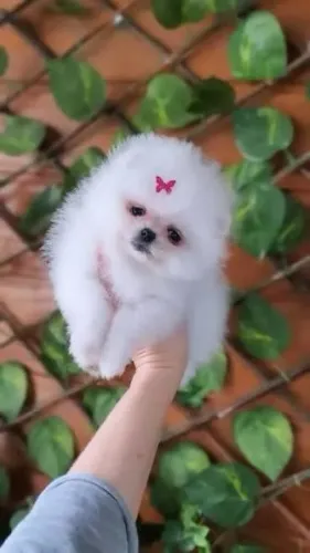 Lulu da Pomerania filhotes