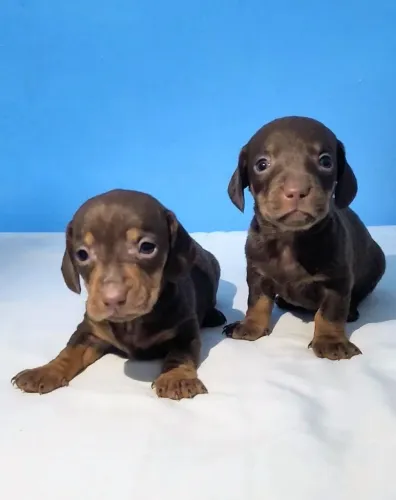 Dachshund Mini Macho Chocolate Liso - Salsicha - Vacina + Vermífugo