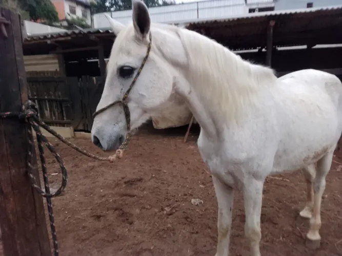 Cavalo Mangalarga