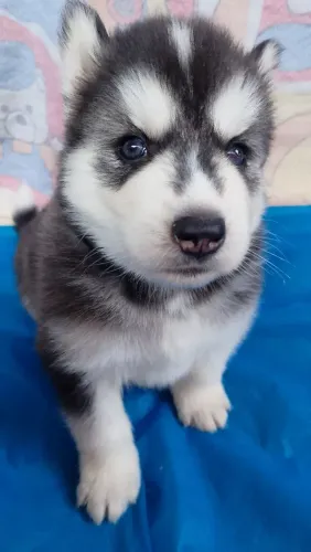 Husky siberiano Wooly