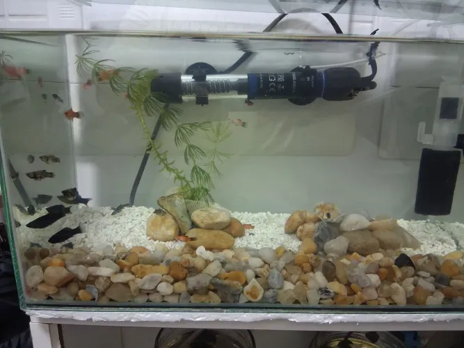 Aquario 13lts c/ tampa completo