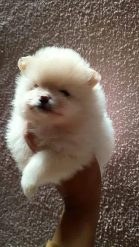 Lulu da pomerania