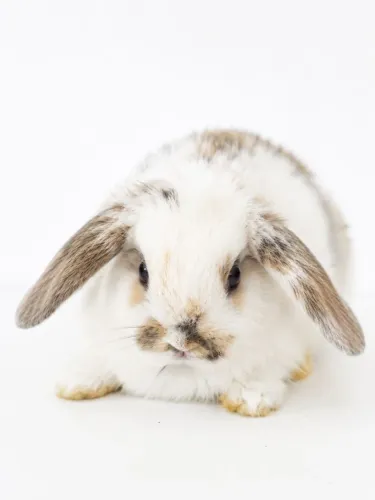 Coelho filhotes mini LOP Uruguaio 