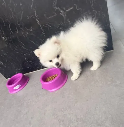 Vendendo esse machinho  lindo  ?