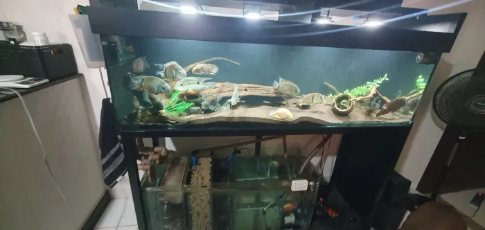 Aquário 500L