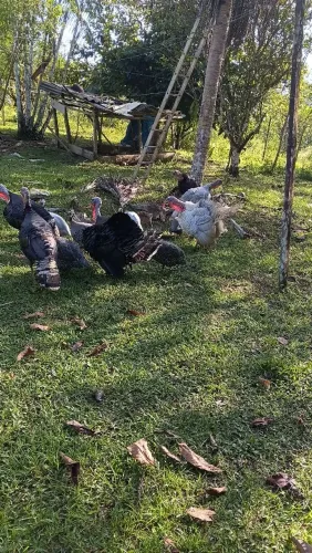 Peru