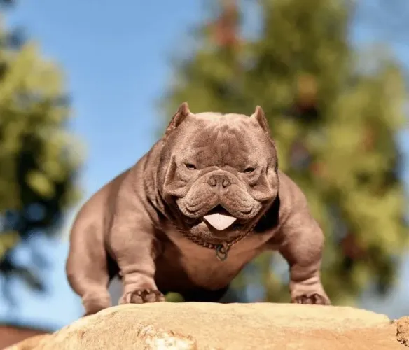 Americam bully micro ou Pocket peça já o seu pet