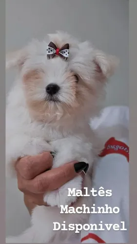 Maltes Mini Machinho ja com 3 vacinas