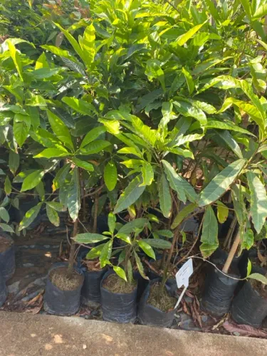 Muda de abiu amarelo