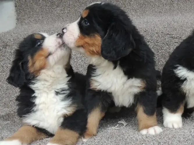Bernese Mountain Fêmeas com 57 dias todas vacinadas e com pedigree garantia em contrato