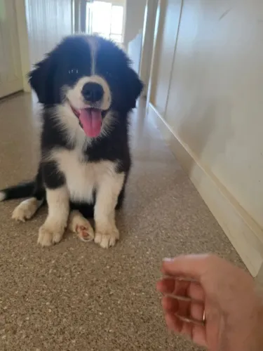 Filhotes de Border Collie | O charme que faltava aí!