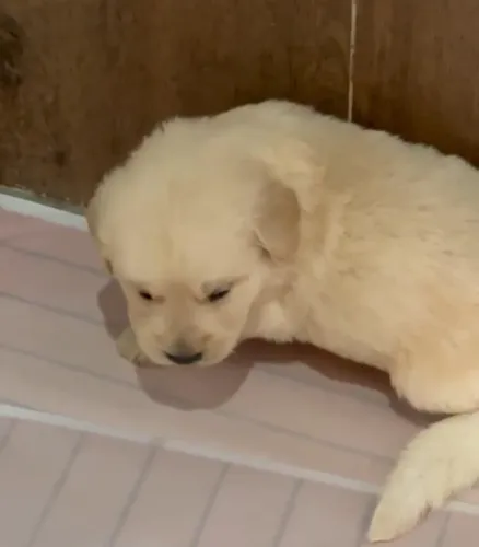 Golden retriever lindo e amoroso