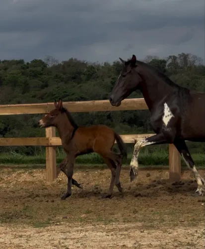 Mula Morena do Criatório RWS - Filha do Jumento Playboy RF!