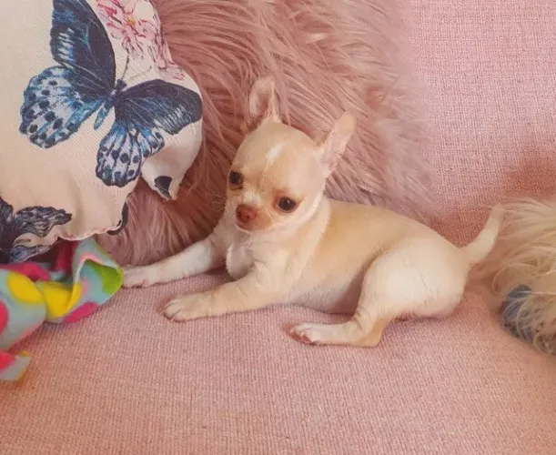 Chihuahua Branco e Dourado Fêmea - Pequena e Apaixonante!