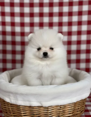 Spitz Alemão.  Fofos, carinhosos e brincalhões!