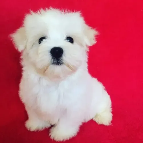 Filhote de Maltês: Fofura que transforma sua rotina