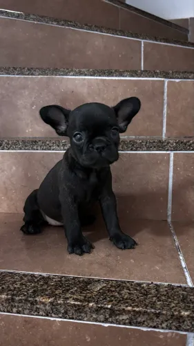 Bulldog Francês Fêmea 