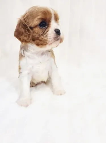 Cavalier King Charles Pequeno Macho - Ideal para apartamento