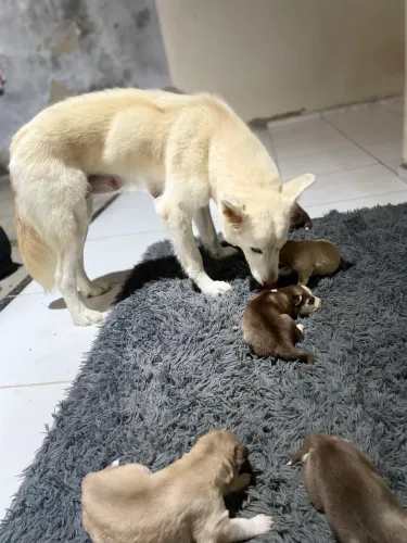 Husky siberiano