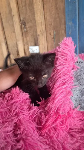 Gatinho macho 