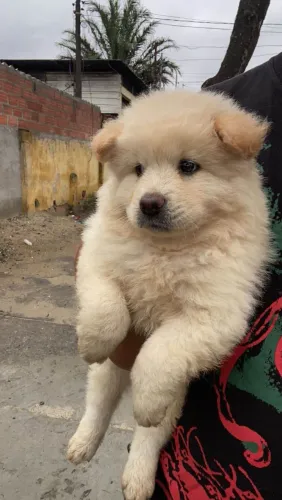 Filhote Chow-chow, Eles já estão prontos para te amar!