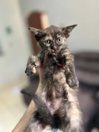 Gatinho